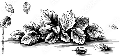 Autumn leaves scattered in vintage engraving style for seasonal designs