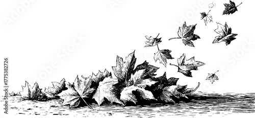 Autumn leaves in vintage engraving style for seasonal designs