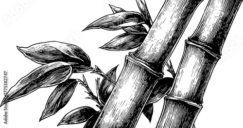 Vintage bamboo stalks and leaves in engraving style for design and decoration