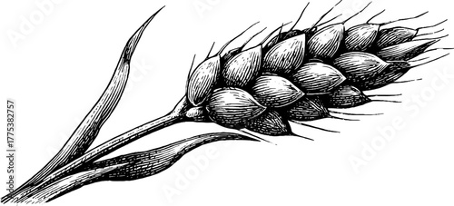 Vintage hand-drawn barley stalk with long awns in engraving style for retro design