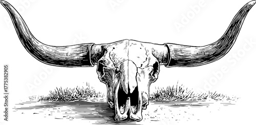 Bull skull with long horns in vintage engraving style for retro design