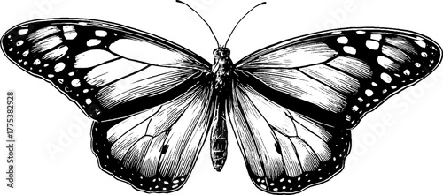 Vintage butterfly with spread wings in engraving style for retro design