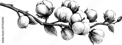 Vintage engraving of cotton plant branch with fluffy bolls for retro design