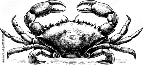 Vintage engraving of crab with open claws in detailed top view silhouette