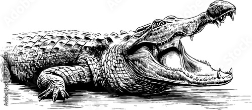 Crocodile with open jaw in vintage engraving style for retro design