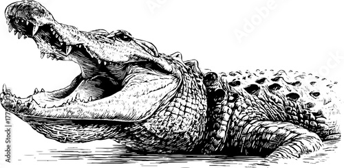 Crocodile with open jaw in vintage engraving style for retro design