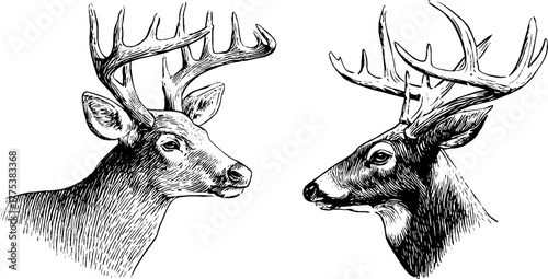 Vintage deer with antlers in side profile engraving style for design and decoration