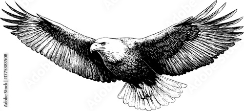 Majestic eagle soaring with wings spread in vintage engraving style for classic design