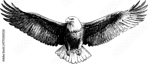 Majestic eagle in flight with spread wings in vintage engraving style for nature art