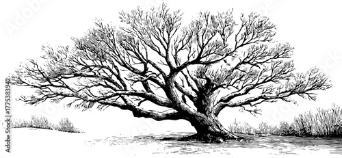 Vintage winter scene with snow-covered bare tree for seasonal design