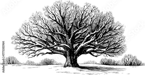 Vintage winter tree engraving with snowy bare branches for retro design