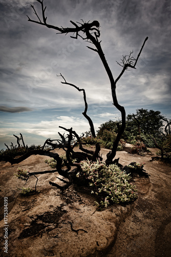 Charred tree dominating the sky of Kawah Ijen