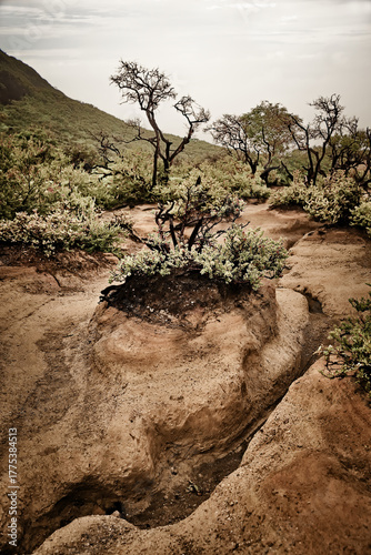 Tenacious vegetation in the heart of volcanic ash