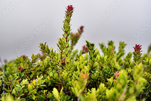 Glowing red young shoots on the volcanic mist