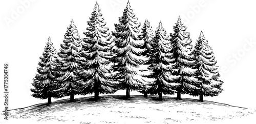 Winter pine trees on snowy hilltop - vintage engraved scene for design