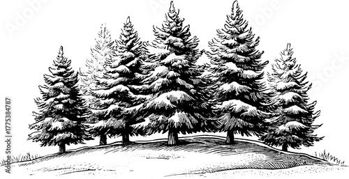 Winter forest scene with snow-covered pine trees on hill - engraved