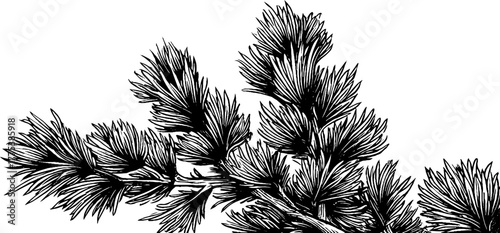 Vintage pine branches corner ornament design for decoration and art projects