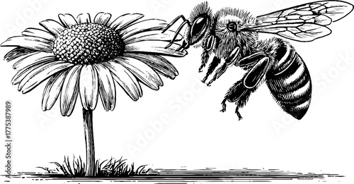 Mechanical bee landing on flower - vintage engraving of artificial pollination concept