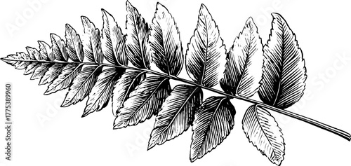 Vintage fern leaf with divided fronds in classic engraving style for nature-inspired designs