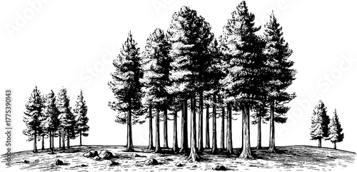 Vintage forest scene with tall pines and rocky ground for nature design