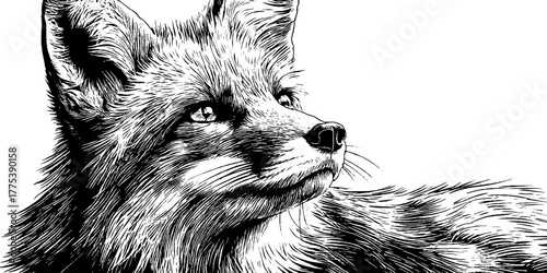 Fox portrait in vintage engraving style looking sideways for retro design