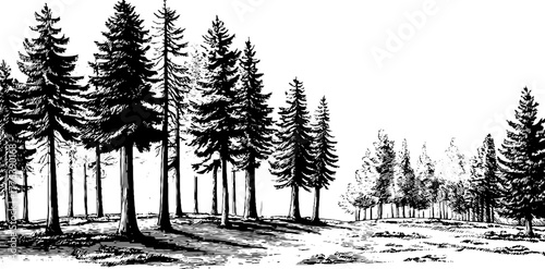 Vintage forest scene with tall pines and rocky ground drawing for nature design