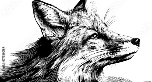 Vintage fox portrait in engraving style looking sideways - design for art prints and posters