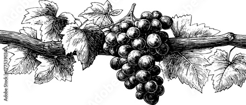 Vintage grapevine with cluster of grapes and leaves for wine label design