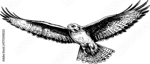 Majestic hawk flying with open wings in vintage engraving style for wildlife art design
