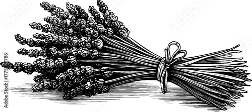 Vintage engraving of lavender bouquet tied with string for rustic decor and design