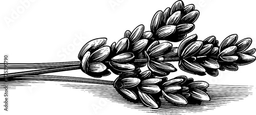 Lavender blossoms on stem in vintage engraving style for botanical design
