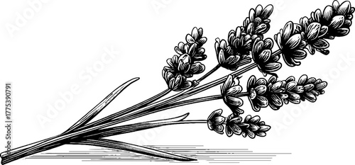 Lavender blossoms vintage botanical design for print