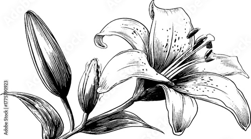Vintage lily flower with open petals and stamen - hand drawn botanical design for posters and cards