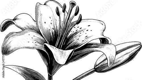 Vintage lily flower with open petals and stamen for botanical design