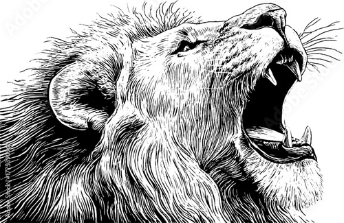 Majestic roaring lion head in vintage engraving style, black and white for artistic decor