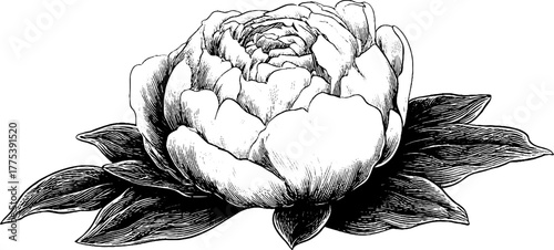 Vintage peony flower with layered petals in engraving style silhouette for retro design