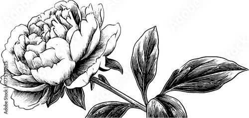 Peony flower with layered petals in vintage engraving design for artistic use