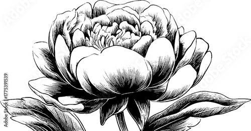 Peony flower with layered petals in vintage engraving style for botanical design