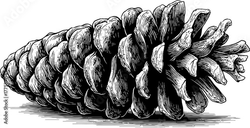 Vintage engraving style pine cone with natural texture for retro design