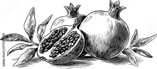 Pomegranate split open with seeds in vintage engraving style for retro design