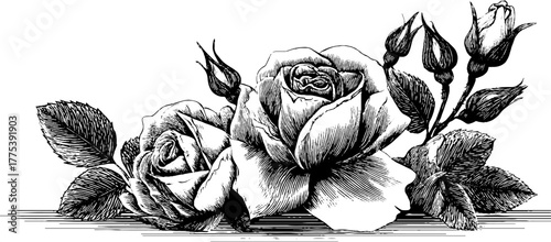 Vintage rose frame with leaves and buds in engraving style for decorative design