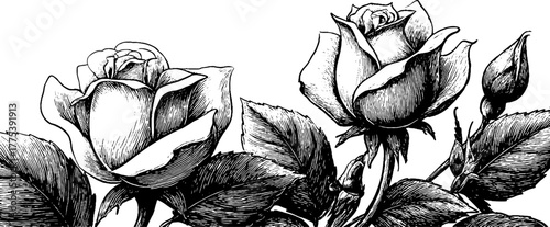 Elegant rose frame in vintage engraving style with buds and leaves for classic design