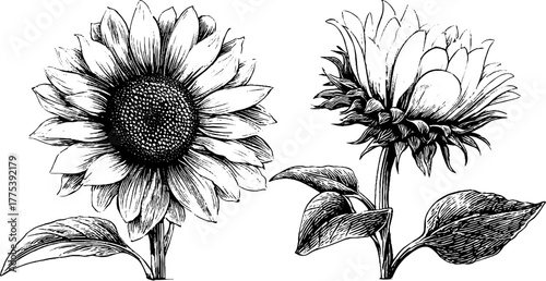 Vintage sunflower design with detailed petals and textured center for print and poster