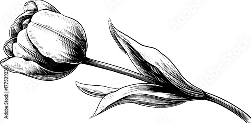 Vintage tulip blossom with curved stem in hand-drawn engraving style for botanical design