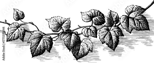 Vintage vines border with leaves and tendrils engraving design for classic decor