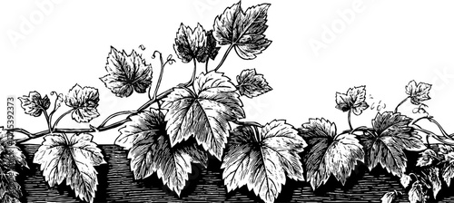 Decorative vine border with leaves and tendrils in vintage engraving style for design