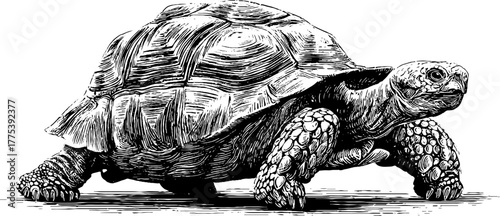 Vintage turtle side view with textured shell in engraving style for retro design