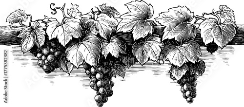 Ornate vine border with leaves and tendrils in vintage engraving style for decorative design