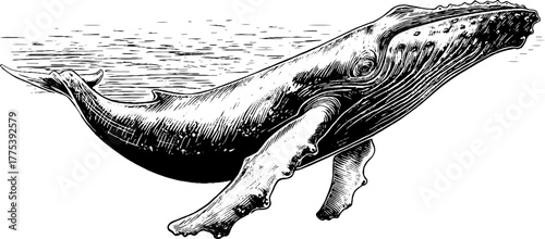 Majestic whale swimming side view in vintage engraving style for coastal design
