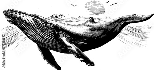 Whale swimming in vintage engraving style with ocean waves and birds silhouette